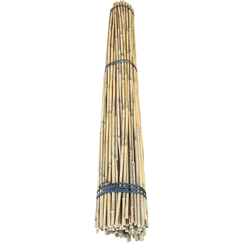 6ft Bamboo Stakes
